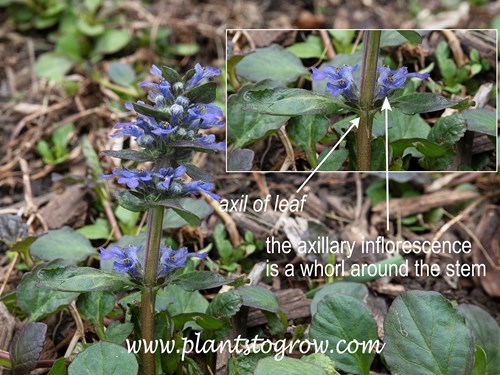 axillary inflorescence of a Ajuga flower show leaf axis and whorl of flowers at the leaf axis.